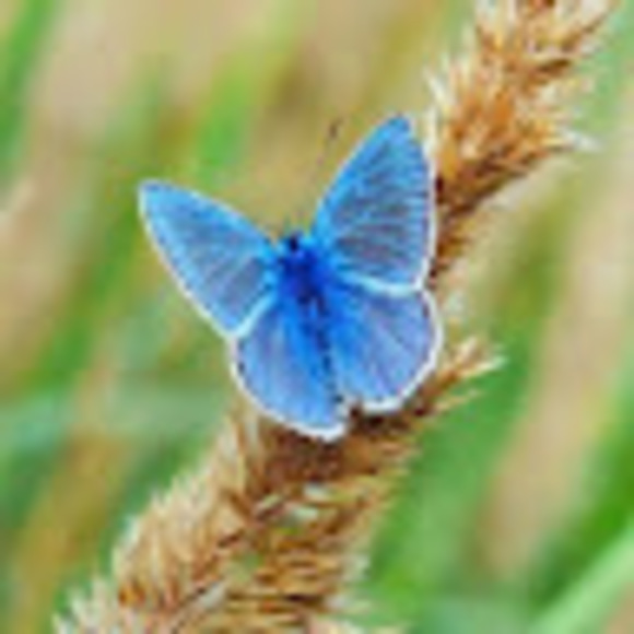 Meet your Posher, Meredith - Picture 1 of 1